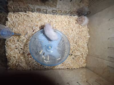 Two male hamster babies available