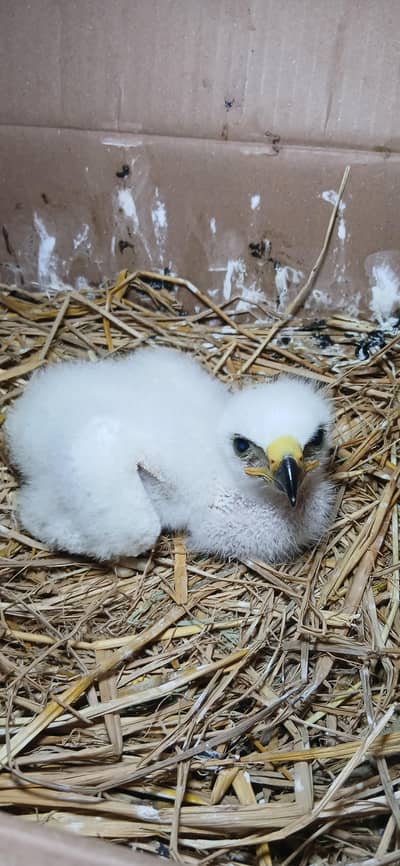 baby avil in oder booking on