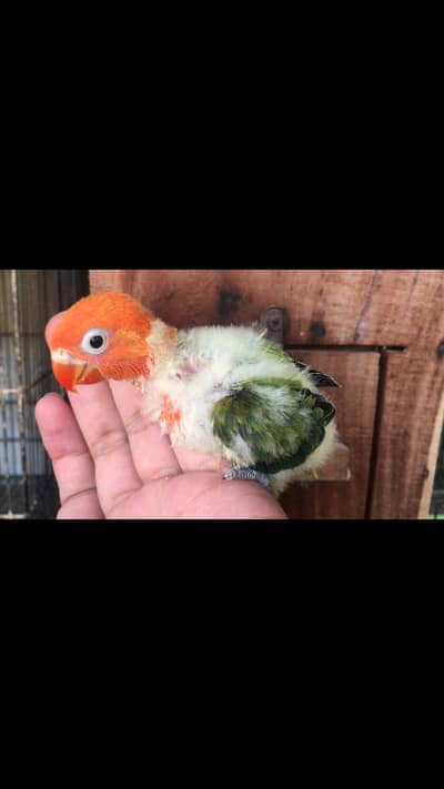Love birds hand tame babies