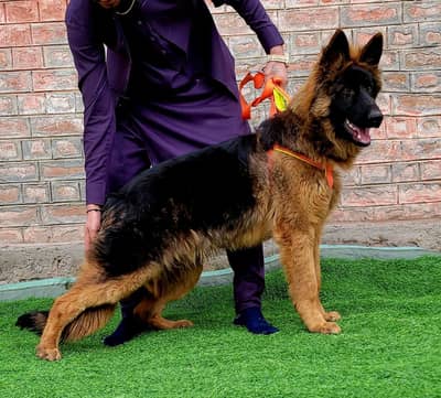 top show quality black mask gsd proper long coat male pappy for sale