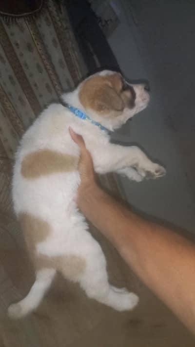 PUPPY 50+ DAYS KA