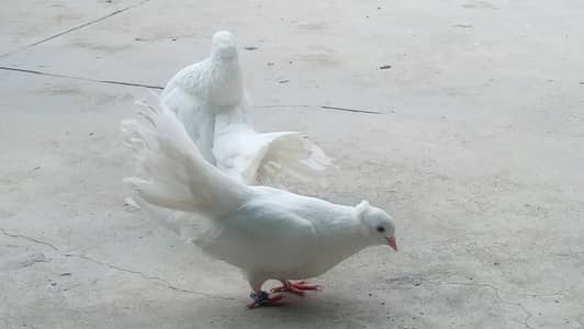 white laka kabotar for sale