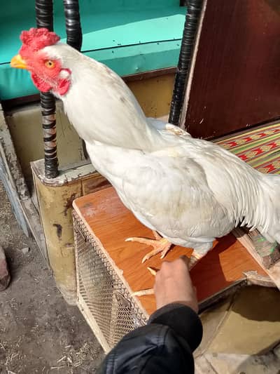 White murgha he Whatsapp number 03113182454