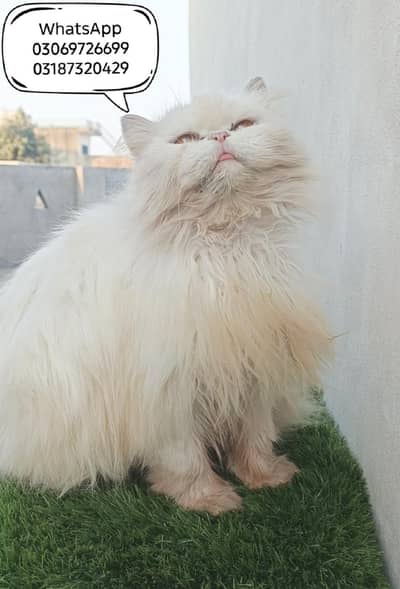 Extrem punch face breeder female CFA PEKI bloodline extra trip coted