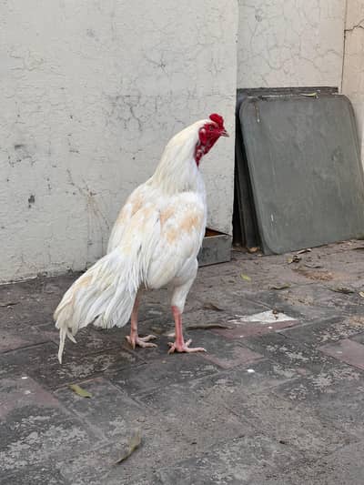 White nok nali heera male for sale.