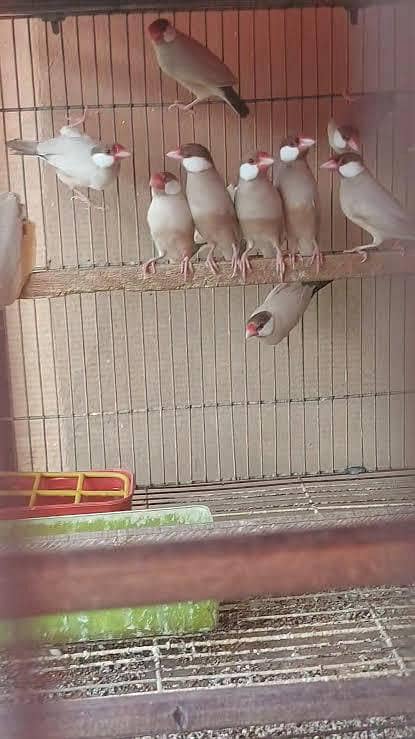 fawn java breeder pairs 1