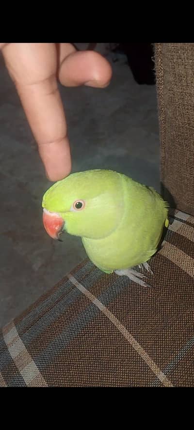 Ring neck parrot female