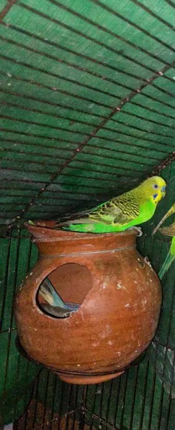 aistarilon parrot for sale