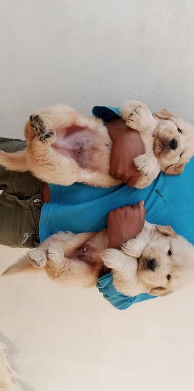 Golden retriever puppies available male female pedigree document