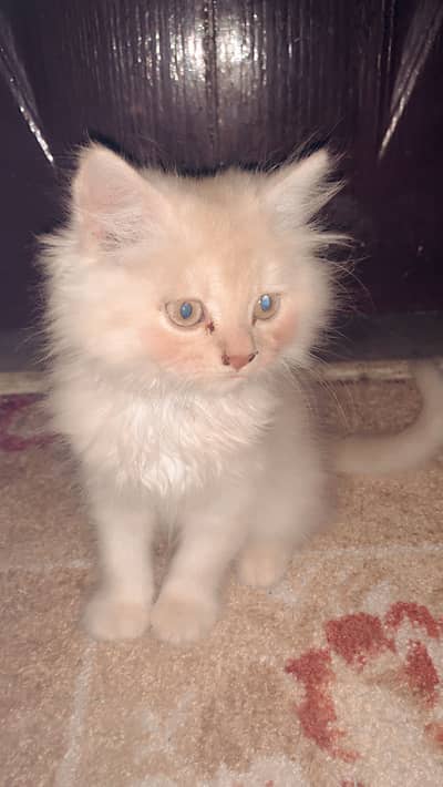 2 month persian male for sale
