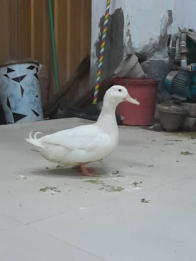 Duck (Adult, Male] for sale