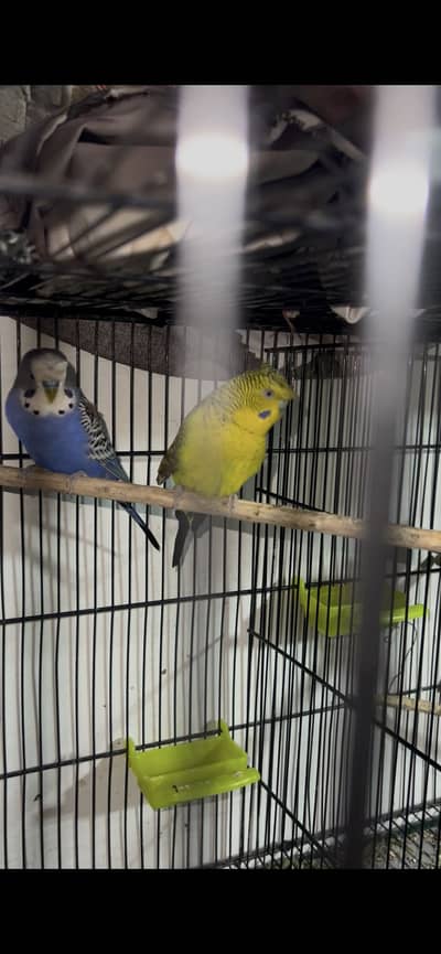 Blackwing Hogoromo Working Pair