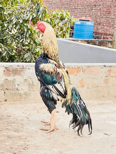 Aseel murga for sale