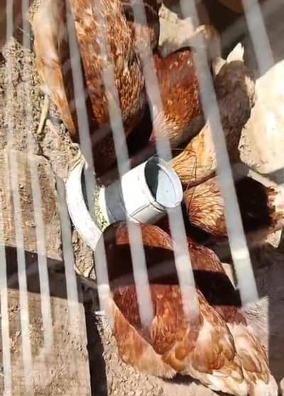 Lohman brown females