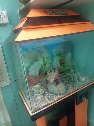 okay ha colour black and orange ha