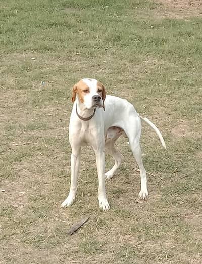 English pointer