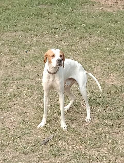 English pointer 0