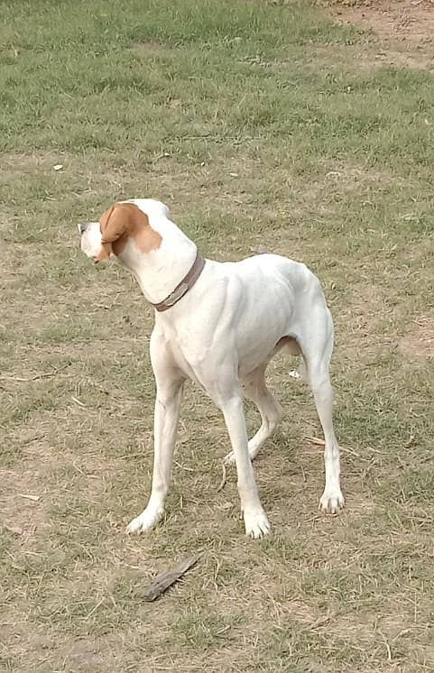 English pointer 1