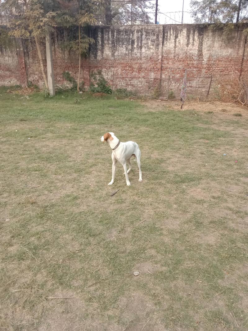 English pointer 4