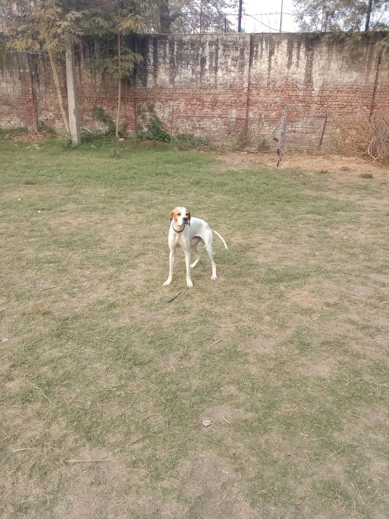 English pointer 5
