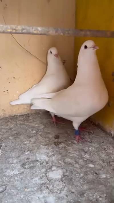 Fancy White King Pigeon