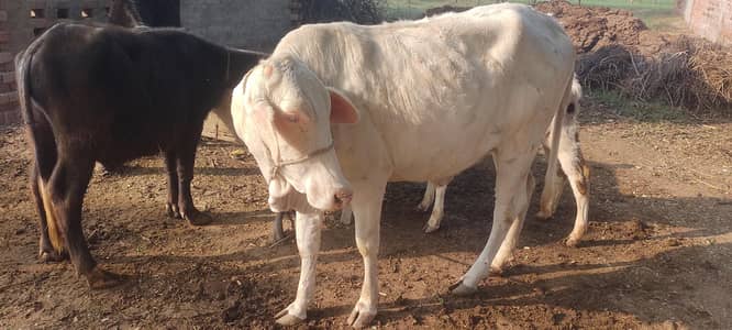 bachri 03017737409 Whatsapp