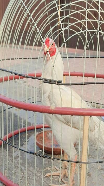 Qandhari pure white heera