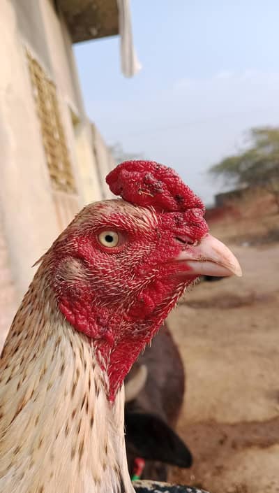 pure mianwali khuli Kandi ka