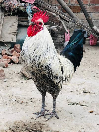 Feyoumi Male Females