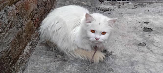 Persian cat