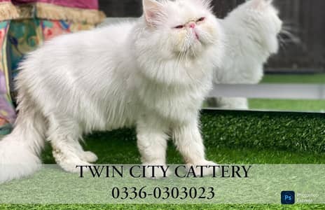 ( Mating Stud Cross )  lineage Persian Male Cat in Peke Piki Peki face