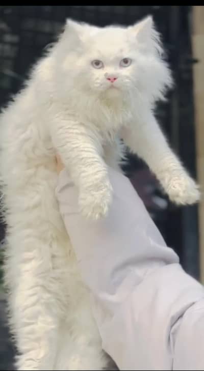 persian cats and kittens for sale wtsapp (0307/7109269)