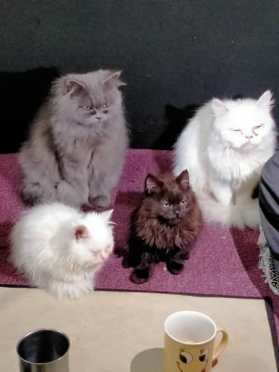male ,female persian cats and kittens