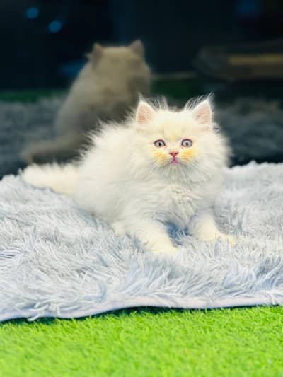 persian cats and kittens for sale wtsapp (0307/7109269)