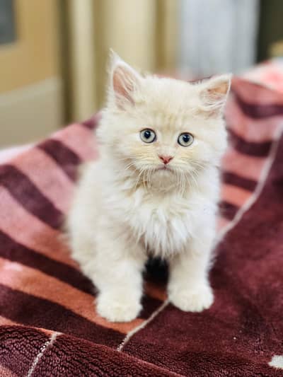 persian cats and kittens for sale wtsapp (0307/7109269)