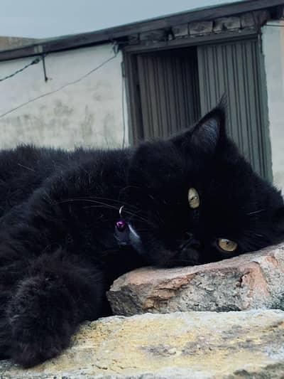 British Cat . . . Cat on heat