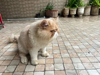 Peaky face Persian cat male for sale