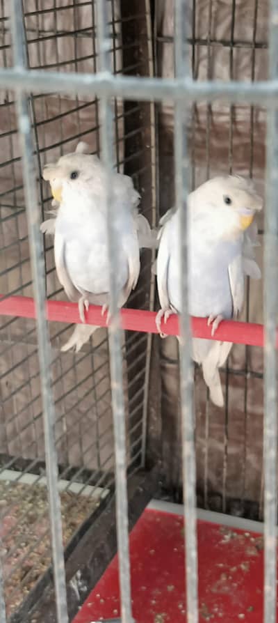 hogoRomo pair //TCB king pair //