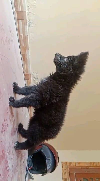 German shepherd puppies  double cot my WhatsApp number 0340729094o