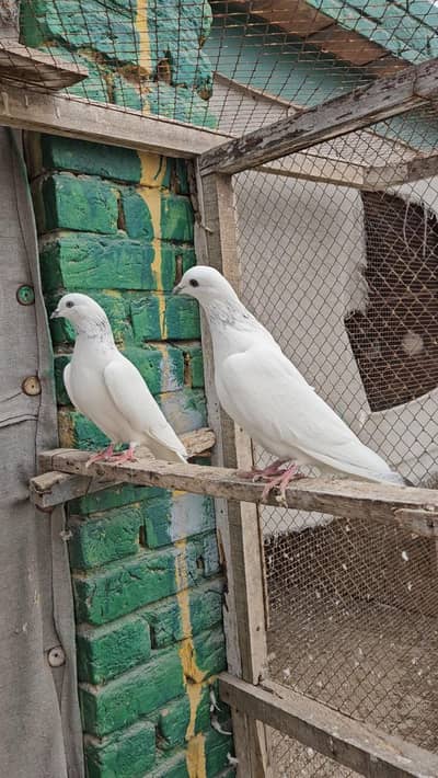 Pigeons For Sale