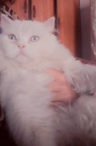 triple coat semi punch face