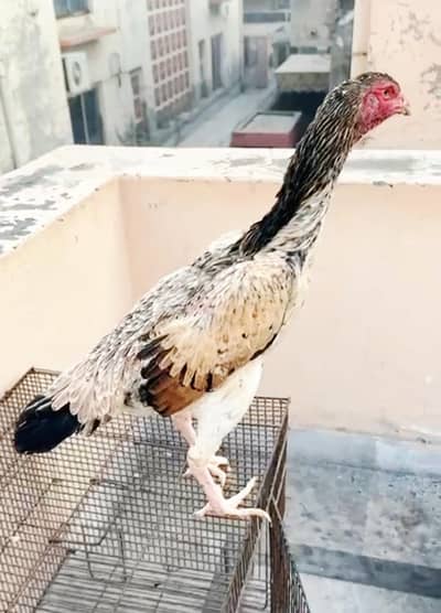 King Shamoo Female | Shamoo Female | Shamoo Murgi | Japanese Shamoo