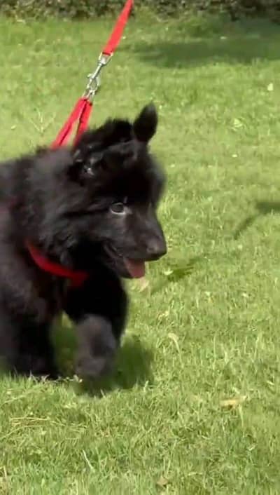 German shepherd puppies  double cot my WhatsApp number 0340729094o