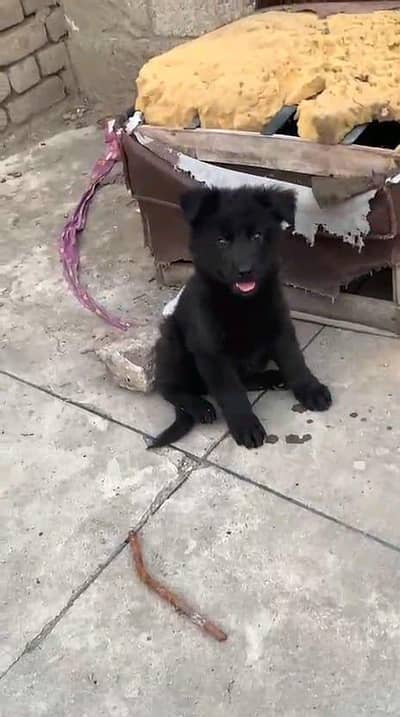 German shepherd puppies  double cot my WhatsApp number 0340729094o