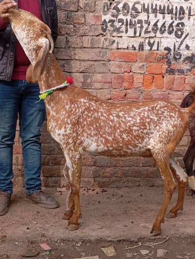 Pour makhi chini  2sra sowa ha  2sal age  45k