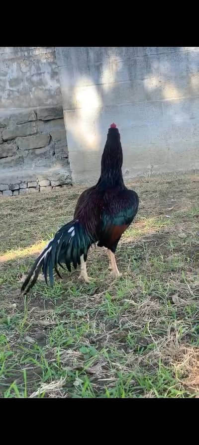 Aseel murgy in Kahuta