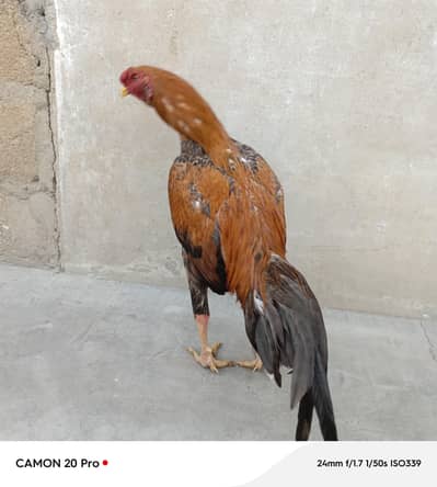 Asli Shamo Murgha 9 Mahine Ka