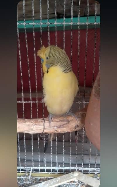 TCB budgies breeder pair  available. whatsapp only : 03284381936