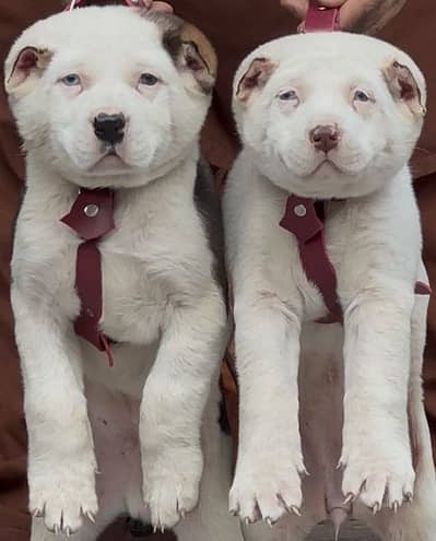 afghani koche pair for sale active and healthy