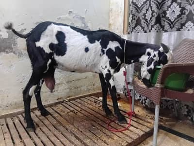 Beetal Dodh wali bakri with 1 month female 03311071310